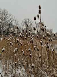 Dry plants on land against sky
