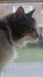 Close-up of cat sitting on floor