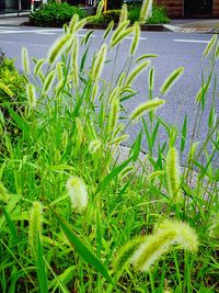 Plants growing on grassy field