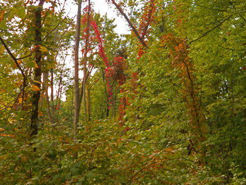 Trees in forest