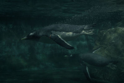 Penguins swimming underwater