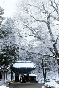 Snow covered trees against sky