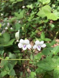 Close-up of flowers blooming outdoors