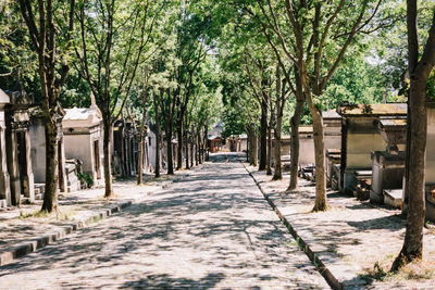 Footpath amidst trees and buildings