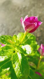 Close-up of wet pink flower blooming outdoors