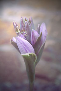 Close-up of flower against blurred background