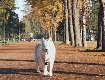 Dog in park