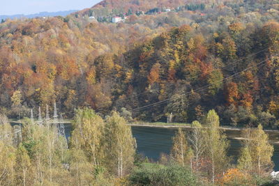 Scenic view of lake in forest during autumn