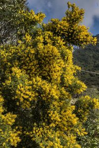 Yellow flowering plants against sky