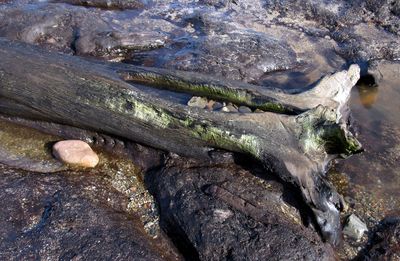 Close-up of tree trunk