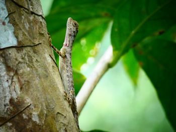 Close-up of lizard on tree trunk