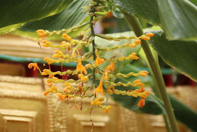 Close-up of flowering plant