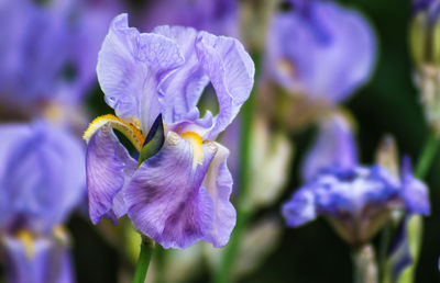 Close-up of iris blooming outdoors