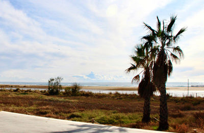 Palm trees on beach against sky