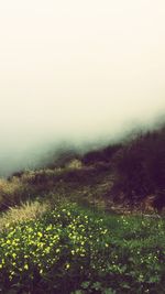 Scenic view of grassy field in foggy weather