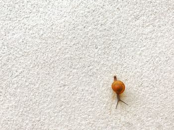 High angle view of crab on leaf