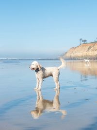 View of dog on sea shore