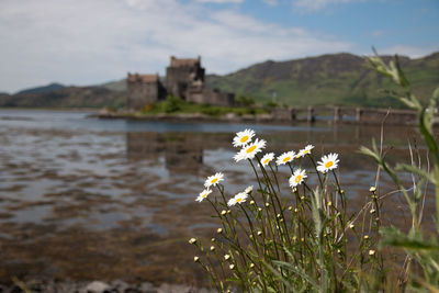 Close-up of flowering plant against river