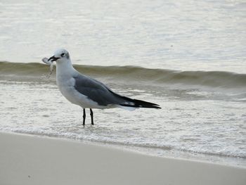Seagull perching at beach