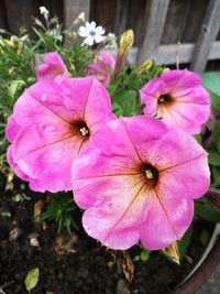 Close-up of pink cosmos blooming outdoors