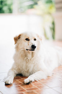 A fluffy and fat white dog just like me. cheerful and smiling when going for a walk