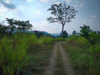 Trees growing on field against sky