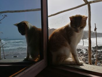 Cat sitting on window