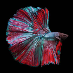 Close-up of multi colored fish