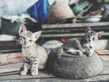 Portrait of cats sitting outdoors