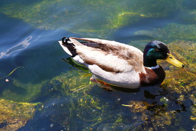 High angle view of duck swimming in lake