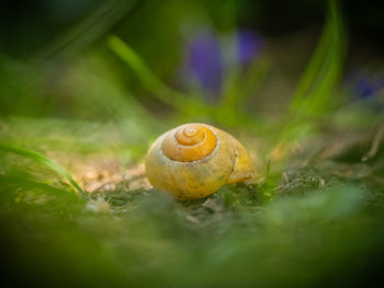 snail