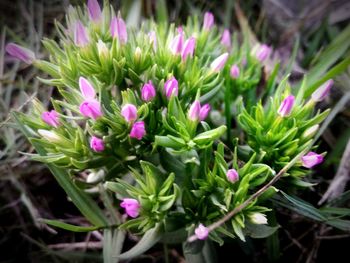Close-up of purple flowers blooming outdoors
