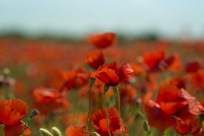 Close-up of red flowering plant on field