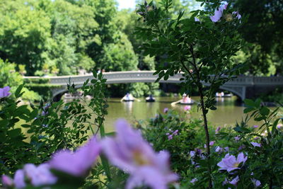 Purple flowering plants by lake