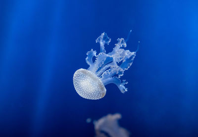 Close-up of white jellyfish 