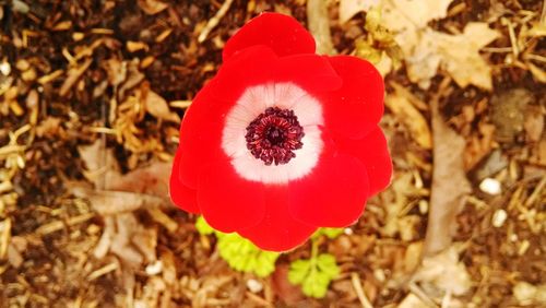 Close-up of red poppy flower