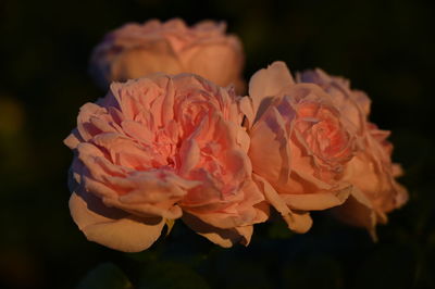 Close-up of pink rose