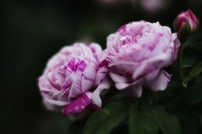 Close-up of pink flowers blooming outdoors