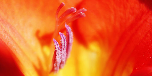 Close-up of orange flower blooming outdoors