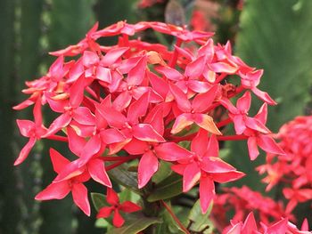 Close-up of red flowers