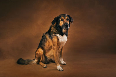 Portrait of dog sitting on floor