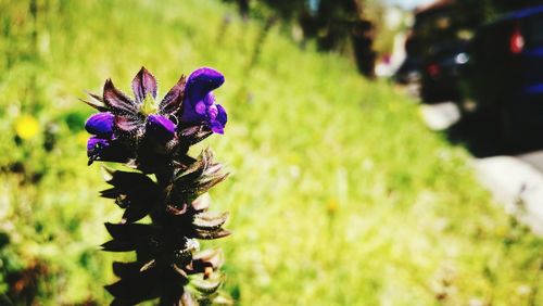 Close-up of purple flowers blooming outdoors