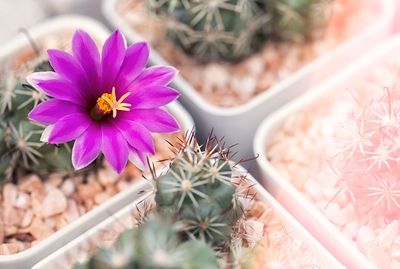 Close-up of pink flower in pot