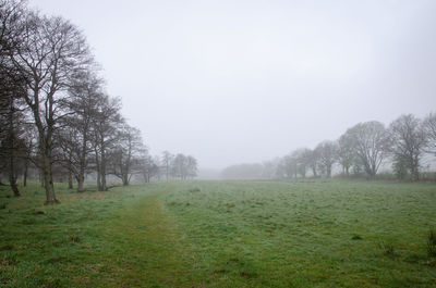 Trees on field against sky