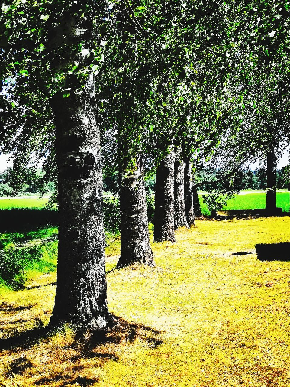 tree, plant, tree trunk, trunk, land, grass, growth, nature, tranquility, sunlight, day, no people, beauty in nature, tranquil scene, field, outdoors, green color, landscape, environment, park, treelined