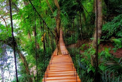 Steps amidst trees in forest