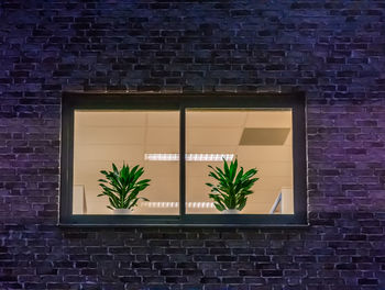 Potted plant against window on wall of building