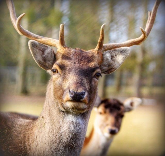 CLOSE-UP PORTRAIT OF DEER OUTDOORS