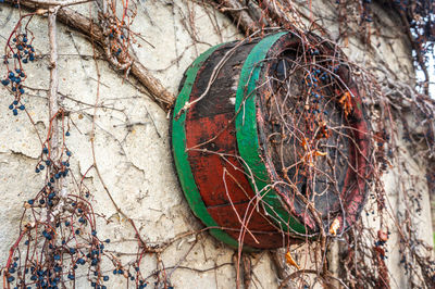 Close-up of old tree trunk by wall