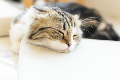 Close-up of a cat with eyes closed